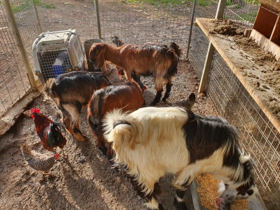 להקת עיזים בלאדי ברמה גבוהה