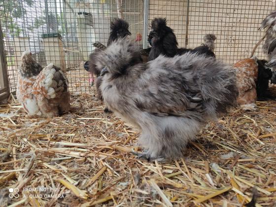 תרנגולות משי מדהימות בצבעים שחור,