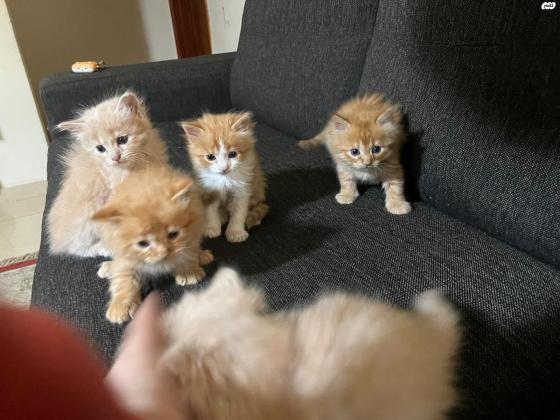 חתולים שירזי מתוקים בני חודש וחצי ,