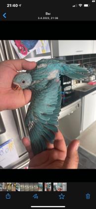 דררה זכר מושלם האכלת יד