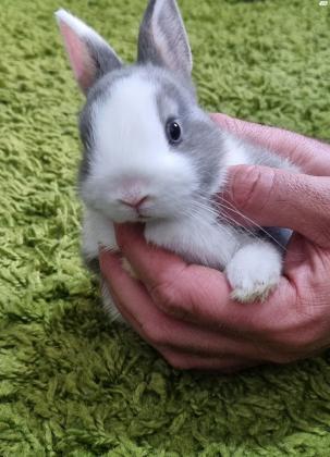 ארנבים ננסים הולנדיים עיניים כחולות