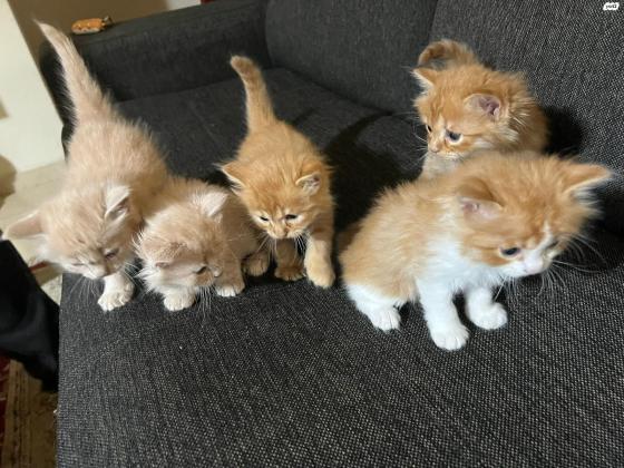 חתולים שירזי מתוקים בני חודש וחצי ,