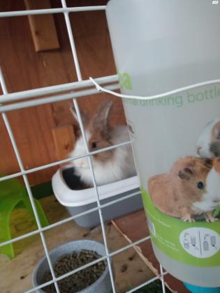 מספר ארנבות יפים ומטופחים היטב