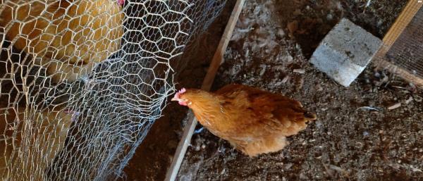 תרנגולות אורפיגטון ורוד איילנד למכירה