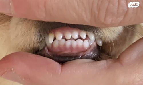 צ״יוואווה ארוך שיער גזעי מיבוא