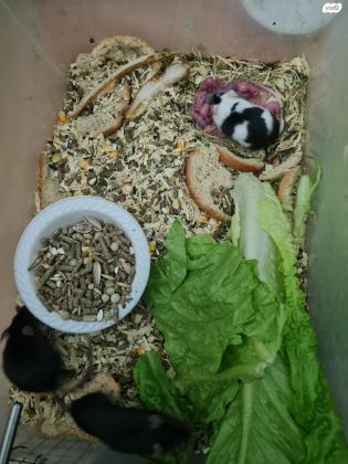 עכברים למכירה בשלל צבעים