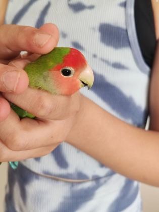 ציפור אהבה האכלת יד, לא