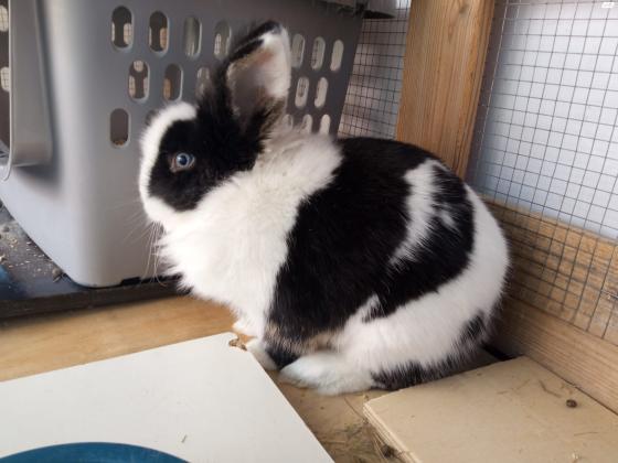 מספר ארנבות יפים ומטופחים היטב