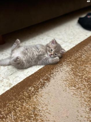 חתול סקוטי זכר