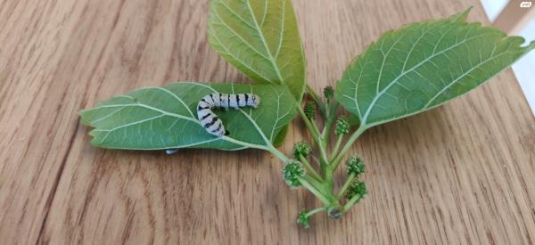 טוואי המשי ("תולעי משי"): זחלים