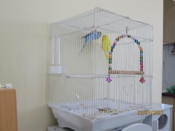 זוג תוכונים אוסטרלים מרהיבים ביופיים