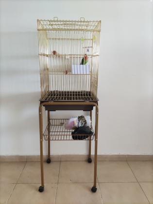 ציפור אהבה האכלת יד, לא