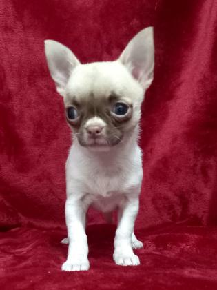 גורת צ'יוואווה ננסית , נולדה