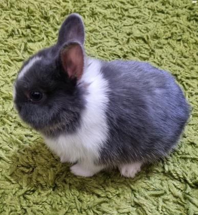 ארנבים ננסים הולנדיים עיניים כחולות