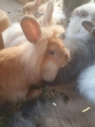 ארנבי ראש אריה (יש גם