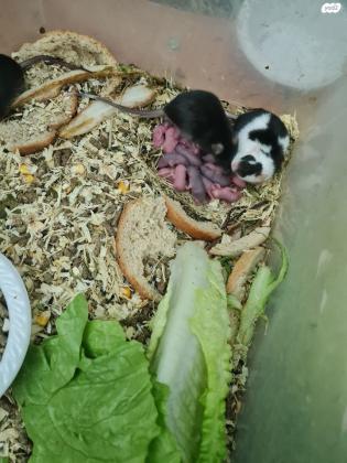 עכברים למכירה בשלל צבעים