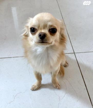 צ״יוואווה ארוך שיער גזעי מיבוא