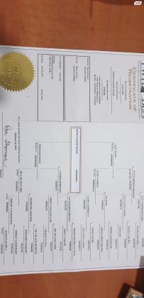 סוס טנסי מסורס שקט צעד