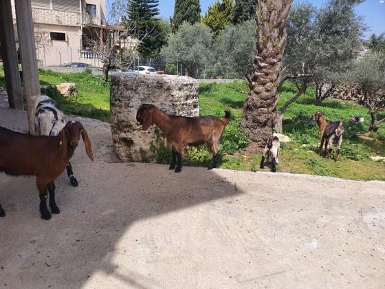 להקת עיזים בלאדי ברמה גבוהה