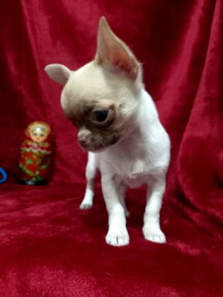 גורת צ'יוואווה ננסית , נולדה