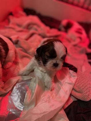 למכירה שיצו גזעי ננסי 2