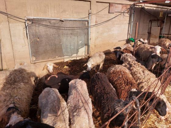 דיר כבשים למכירה