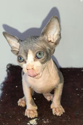 חתול ספינקס קנדי למכירה באילת