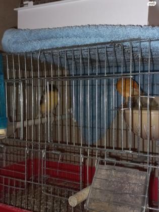 למכירה כנרים מוכנים לעבודה