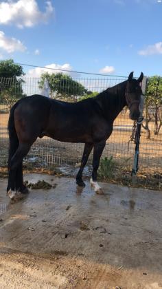 סוס טנסי מסורס שקט צעד