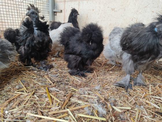 תרנגולות משי מדהימות בצבעים שחור,