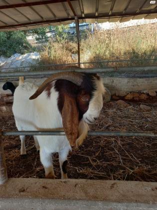 תייש בורי יפיפיה בן ארבע