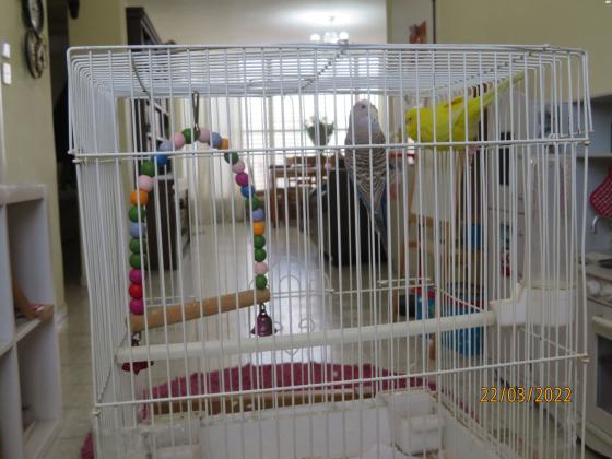 זוג תוכונים אוסטרלים מרהיבים ביופיים