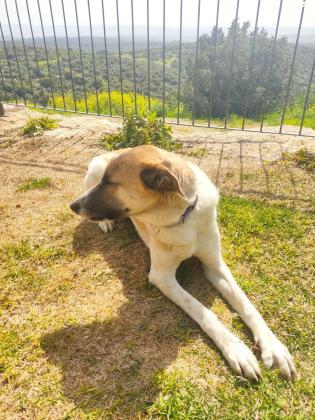 כנעני מעורב בגודל בינוני, בן