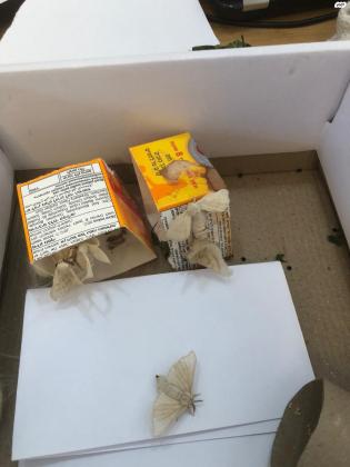 טוואי המשי ("תולעי משי"): זחלים