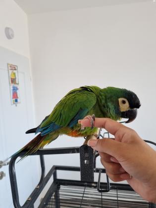 ארה ננסי בן שנה מדהים חביב מדבר ורוקד