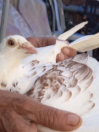 למכירה יונים דואר יפים במיוחד