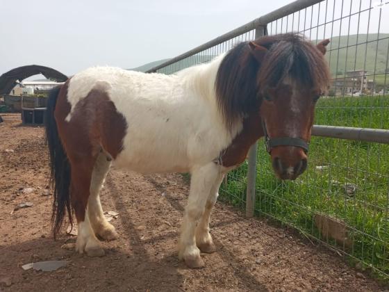 סוס פוני זכר מסורס