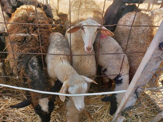 דיר כבשים למכירה