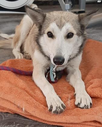 ג'ק מיני האסקי מעורב מתוק