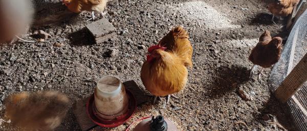 תרנגולות אורפיגטון ורוד איילנד למכירה