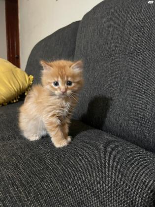 חתולים שירזי מתוקים בני חודש וחצי ,