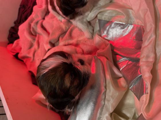 למכירה שיצו גזעי ננסי 2