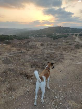 כנעני מעורב בגודל בינוני, בן