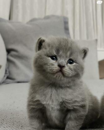 למכירה חתולים בריטיים גזעיים British