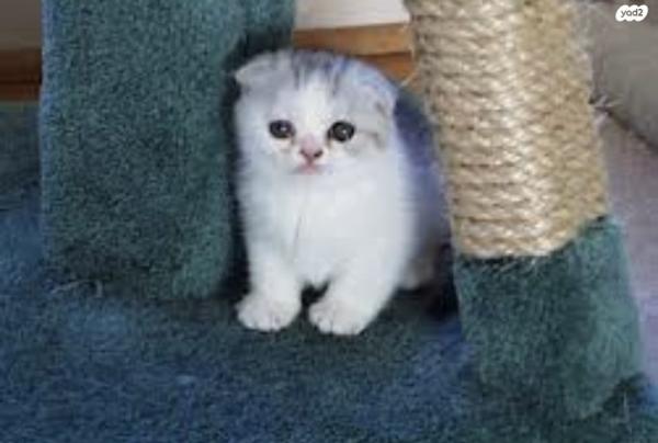 מוכר חתולים סקוטים למכירה אזור