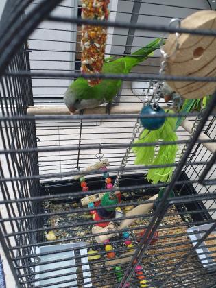 להחלפה 4 קוואקר 2 זכרים