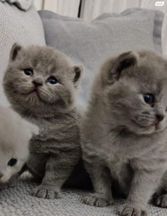 למכירה חתולים בריטיים גזעיים British