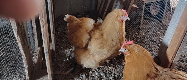 תרנגולות אורפיגטון ורוד איילנד למכירה