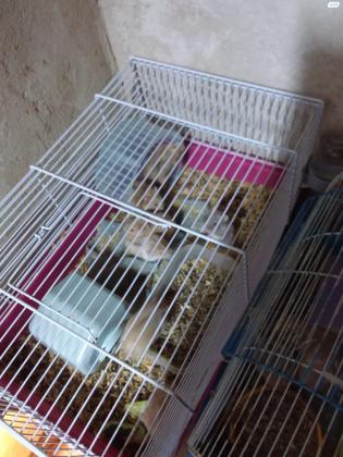 אוגרים חמודים ממש למכירה הם