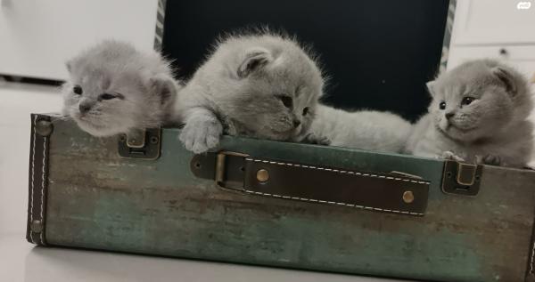 למכירה חתולים בריטיים גזעיים British